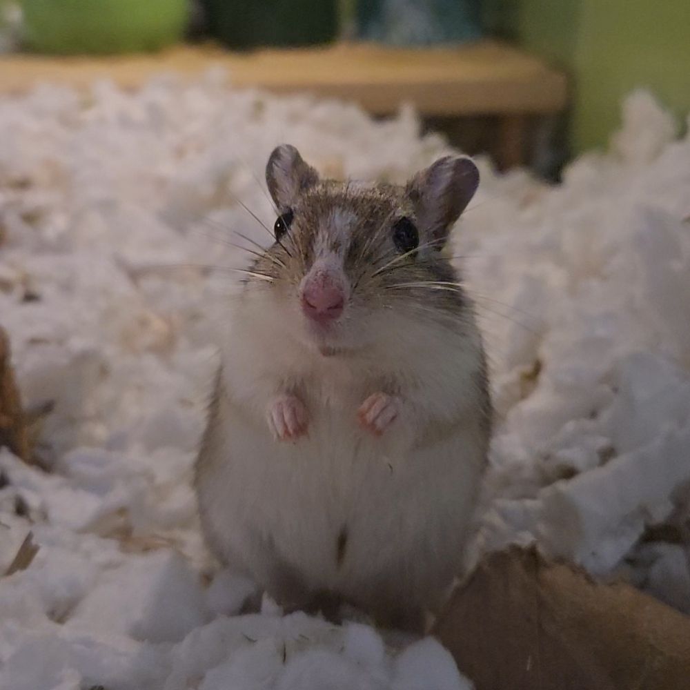 Magic Rat Sophie