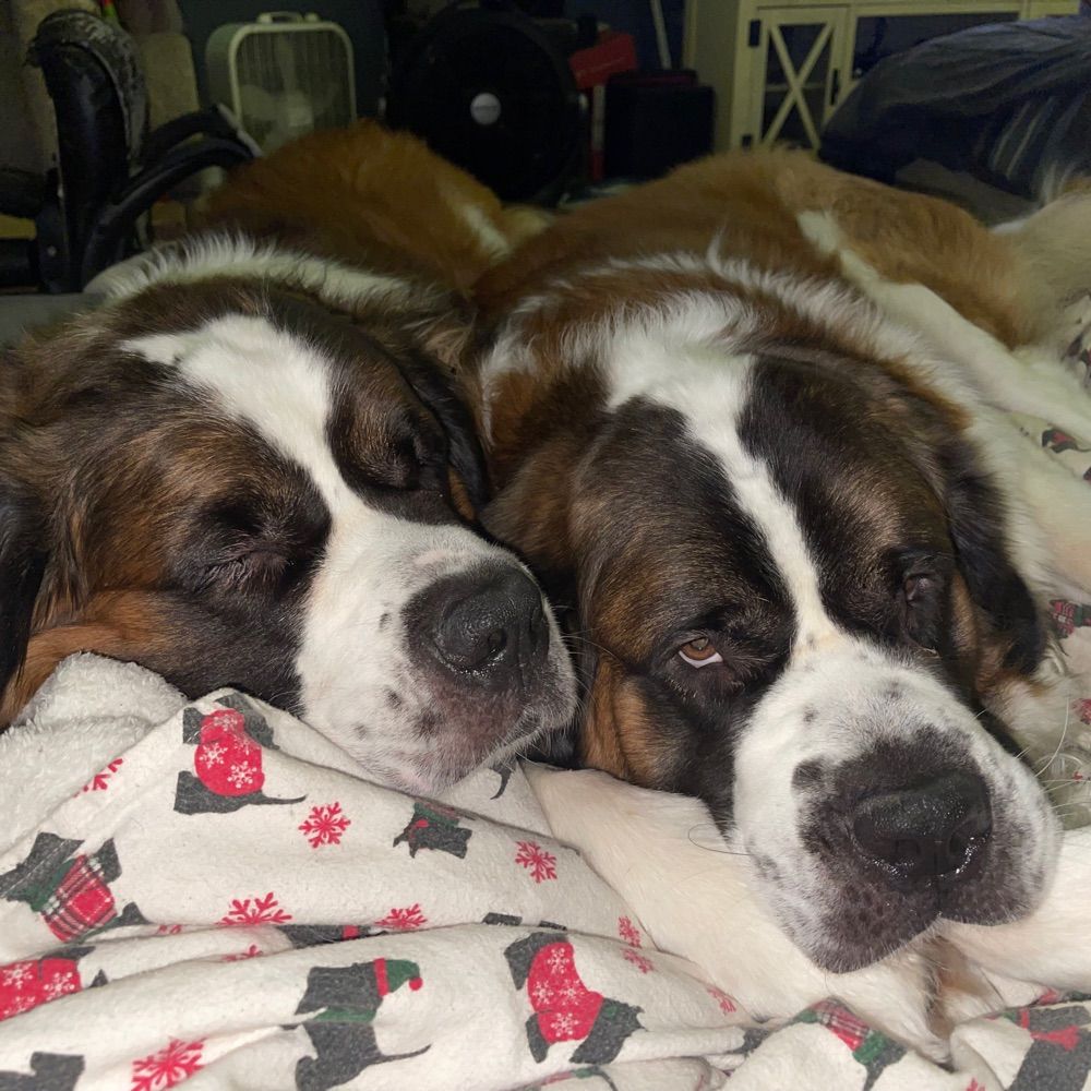 Clobbered With Slobber