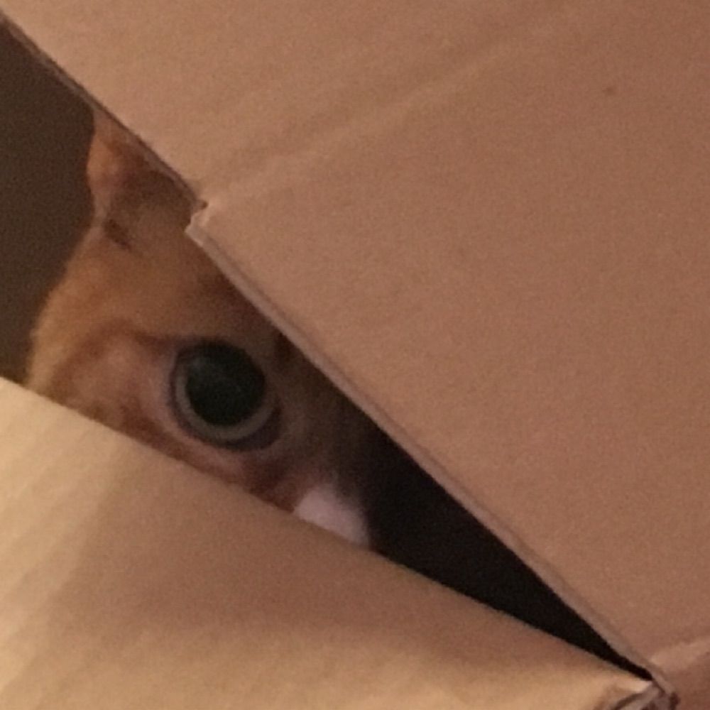 Lele
