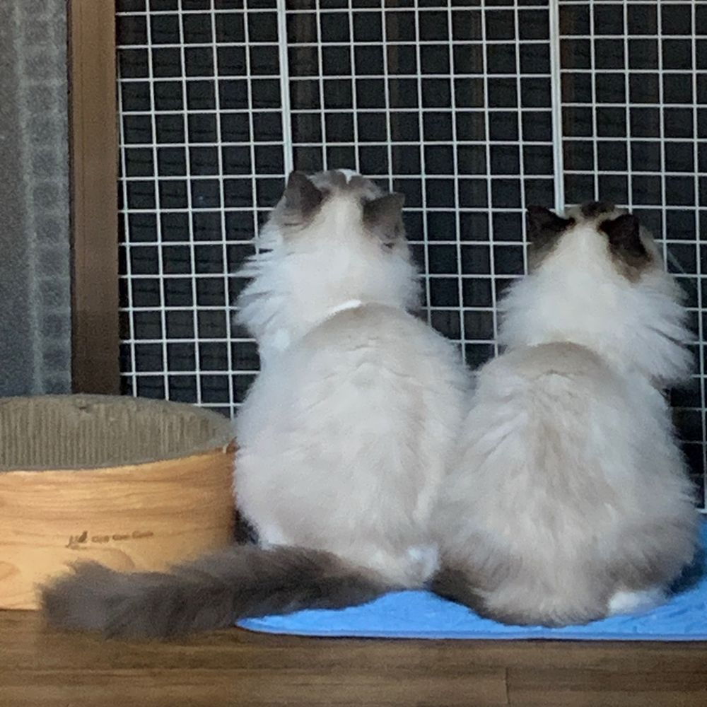 猫野しっぽ