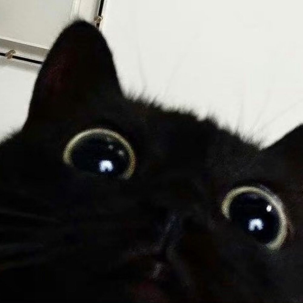 Eeveeeeeee🐱