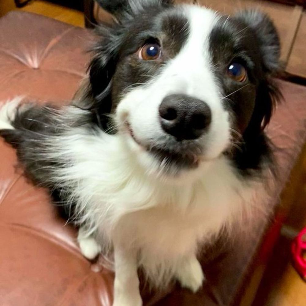 sam