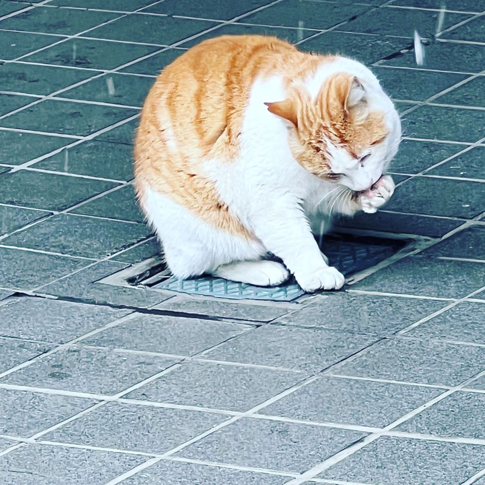 みったー。