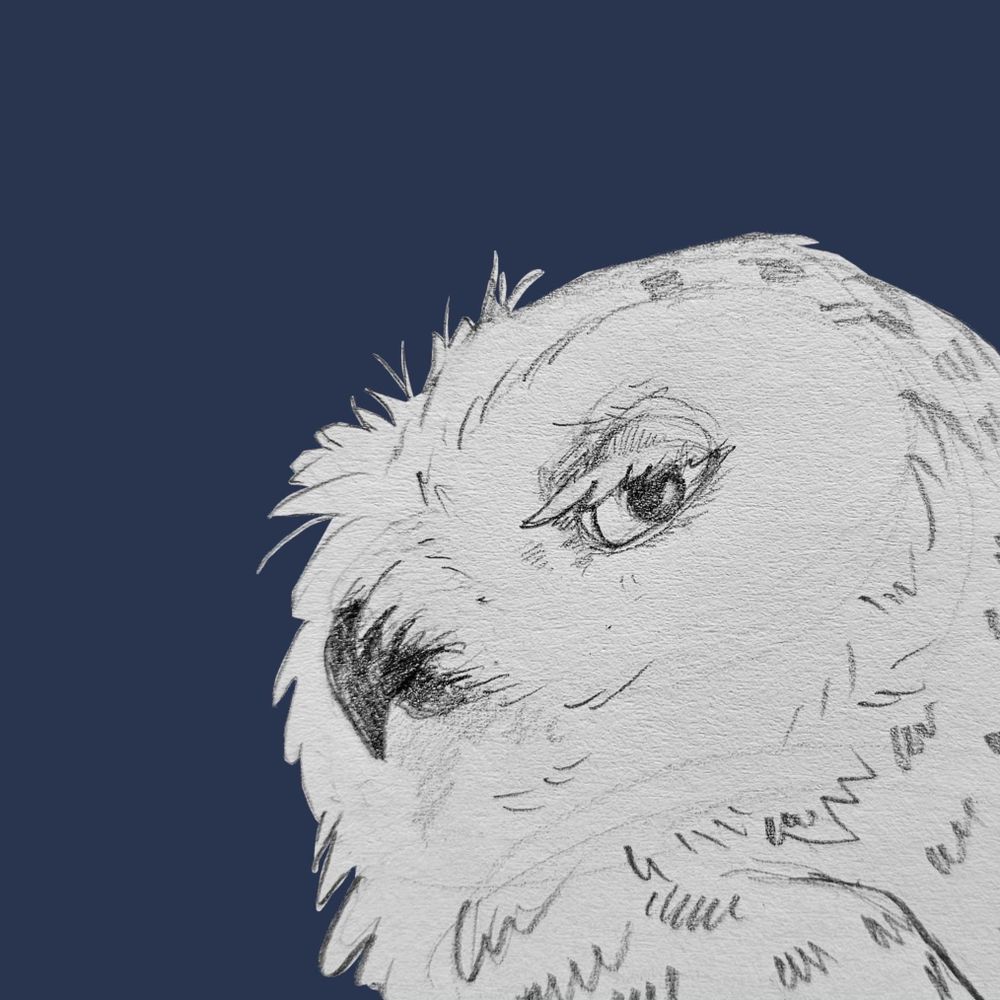 tiny owl