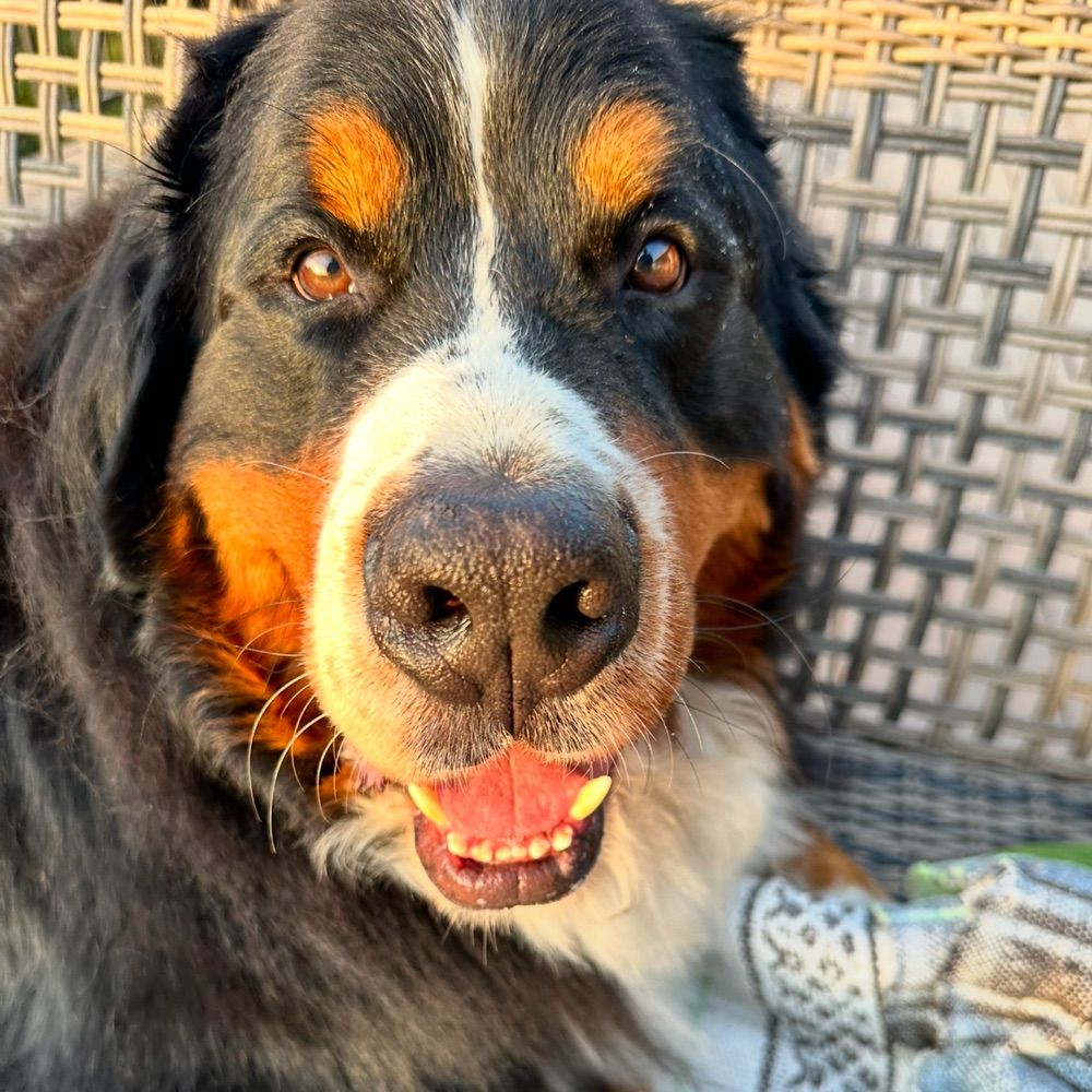 maxaberner