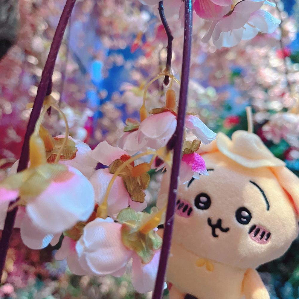 うさお🐰