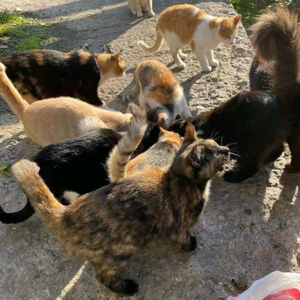 Pets