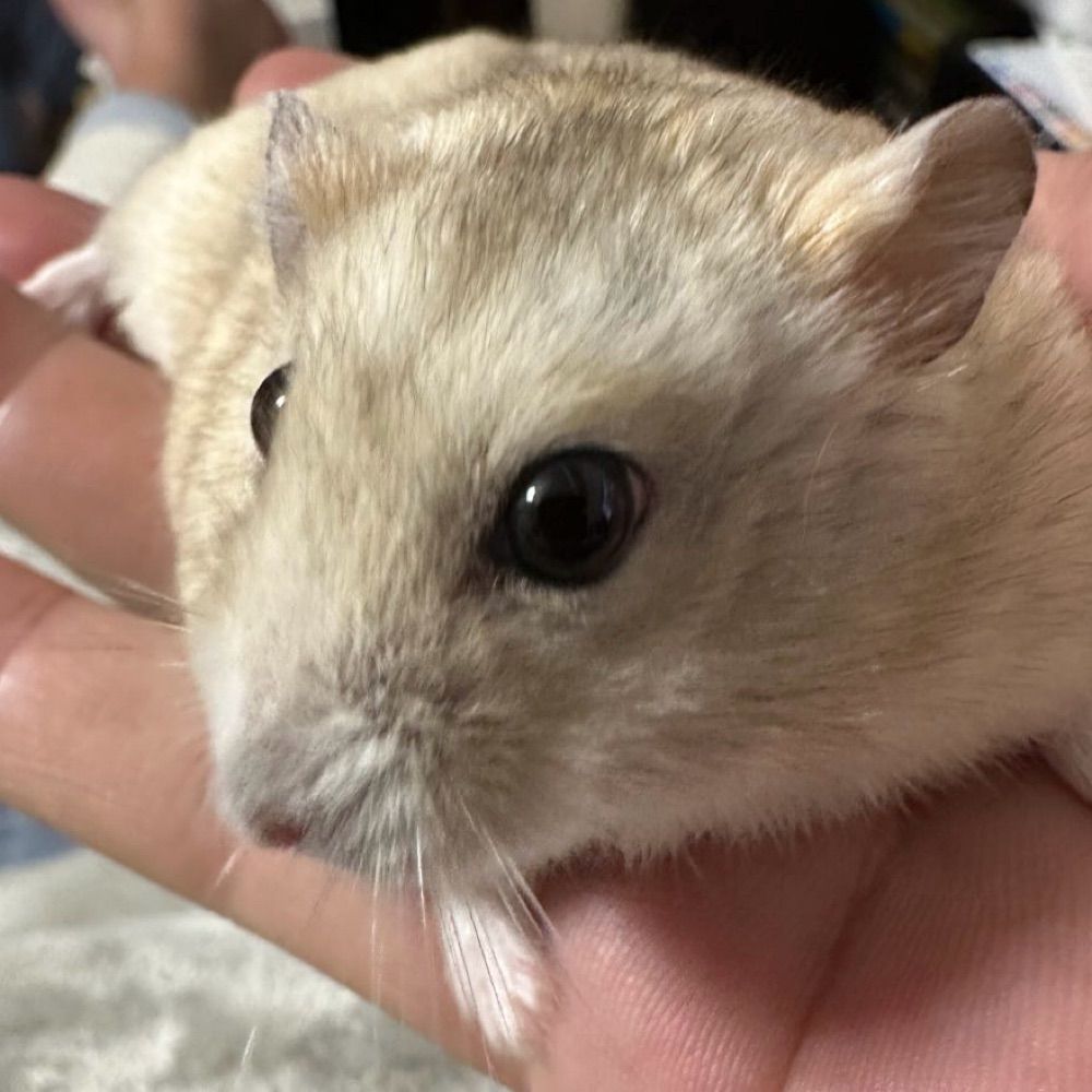 ふじたま48
