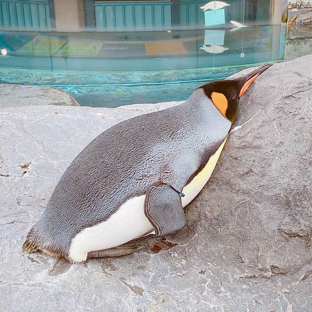 まこ