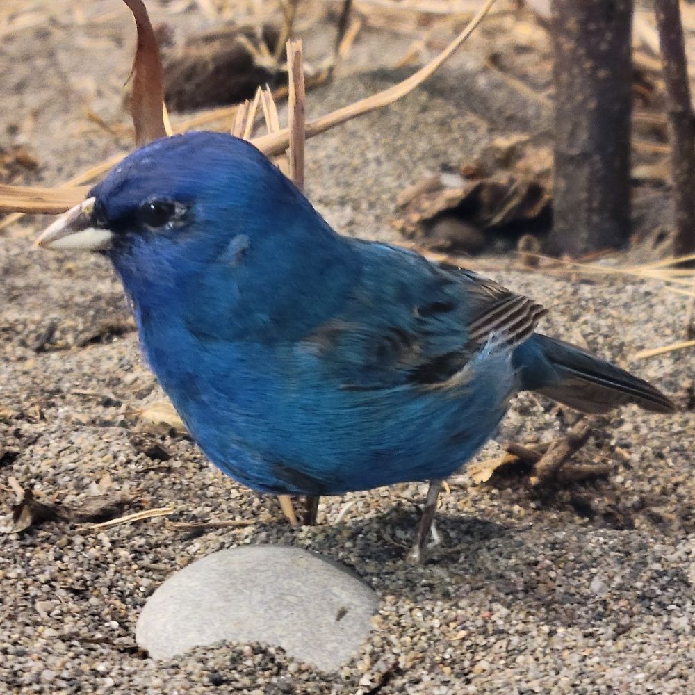Indigo Bunting