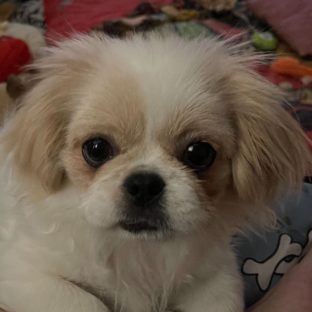 progressivepeke.bsky.social profile picture