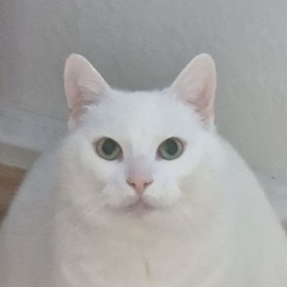 Adam