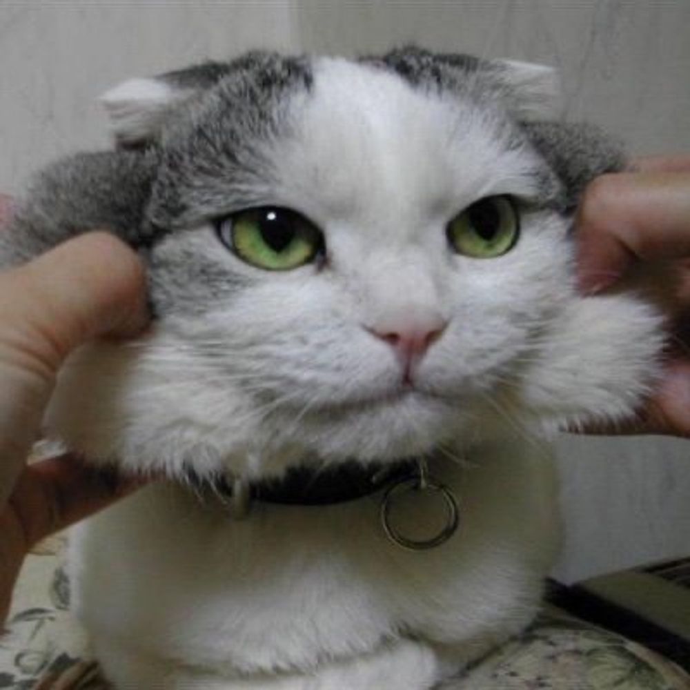 だーます