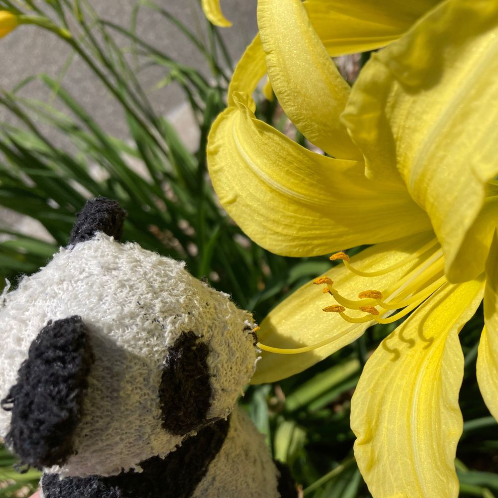 Adventures with Gauss the panda