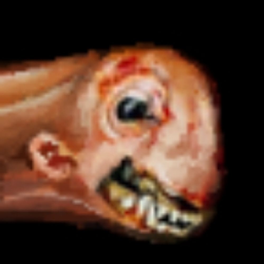 Timuoxi