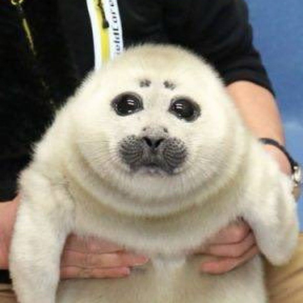sealxcx🦭