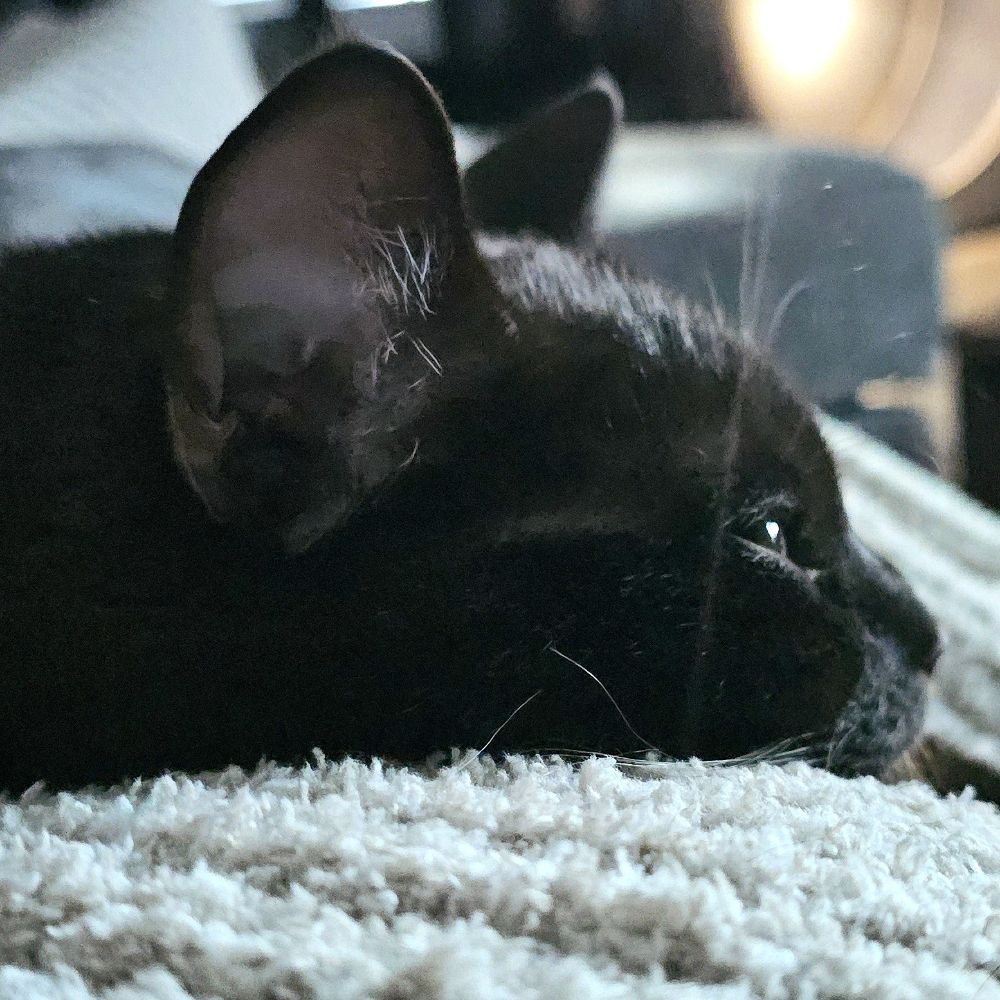 CatDad