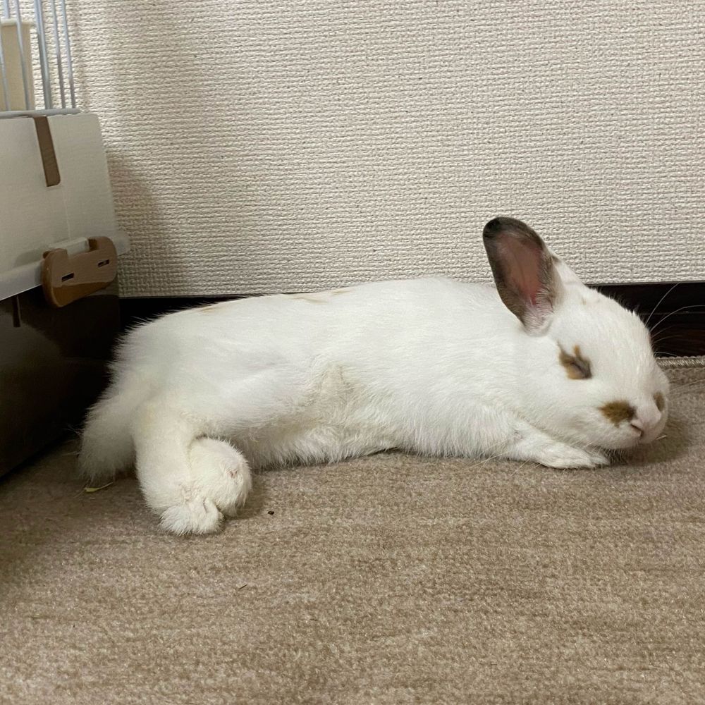 筋肉先輩