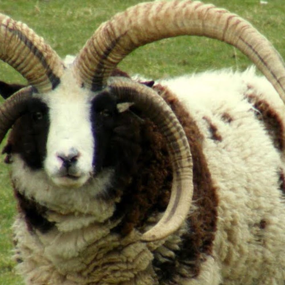 Tour de Fleece 2025