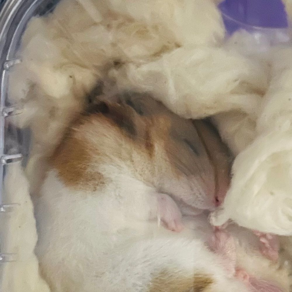 ゆかちゃん🐹