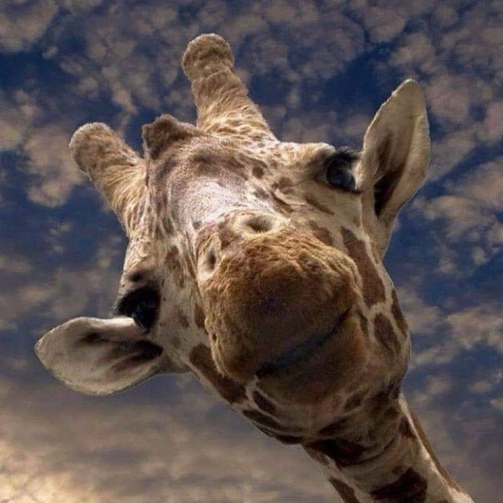 E-Giraffe!