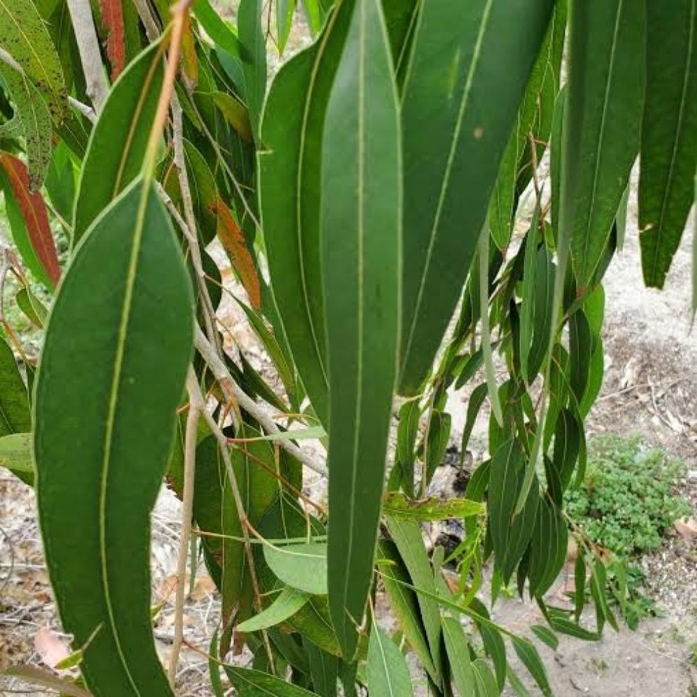 Eucalyptus