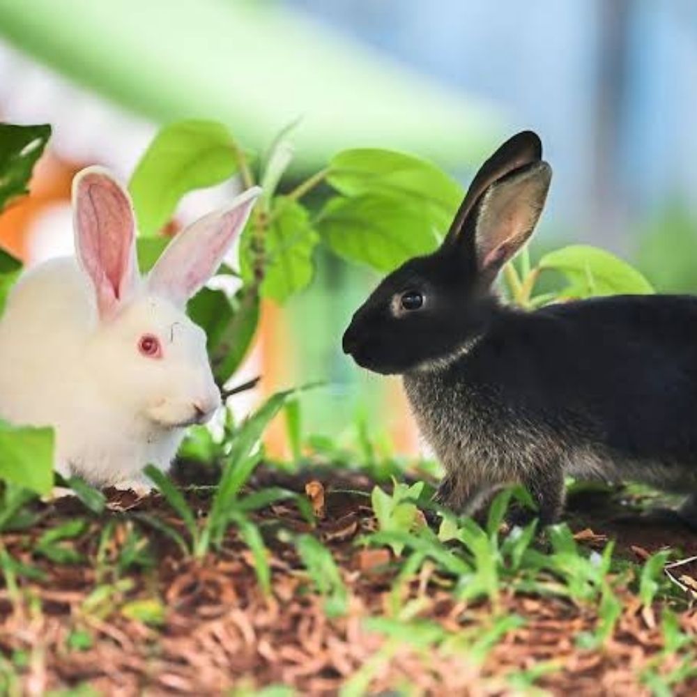 Rabbit photography 🐇🐇