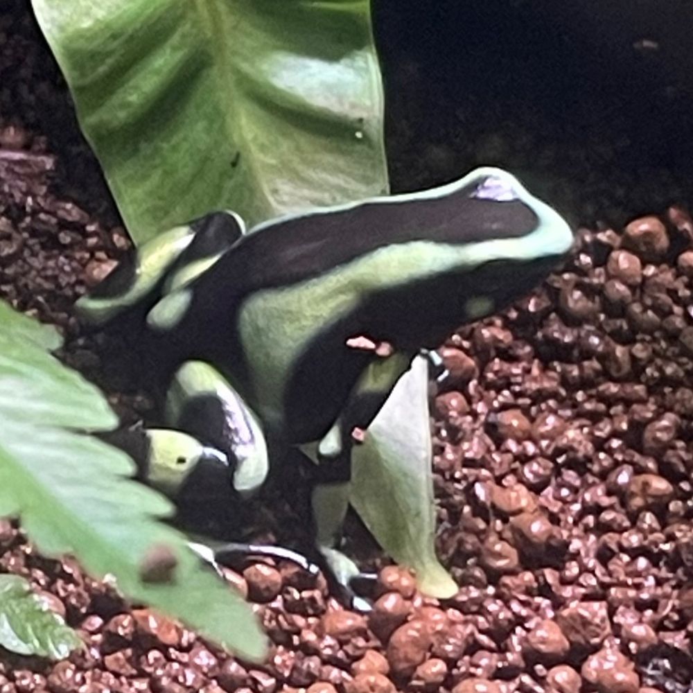 じんるい