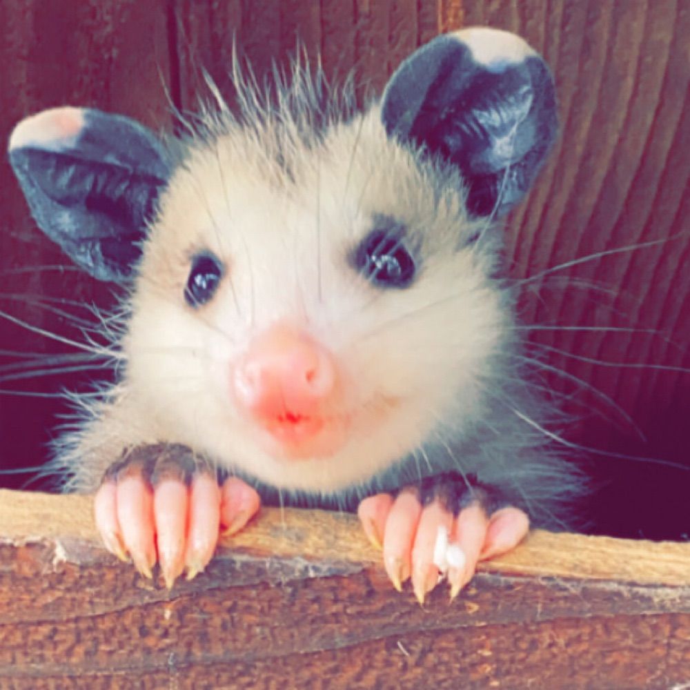 gardendragon13.bsky.social