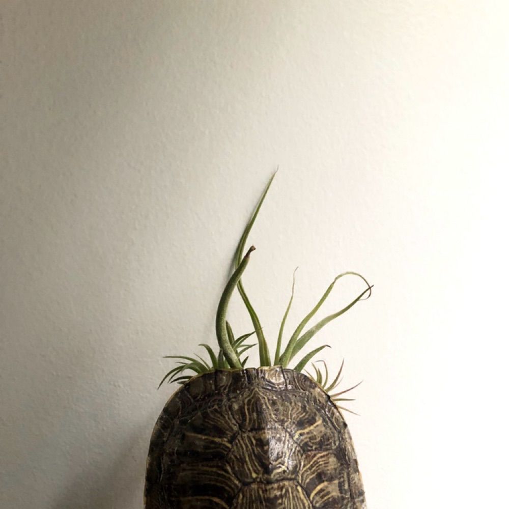 ROOT ROT