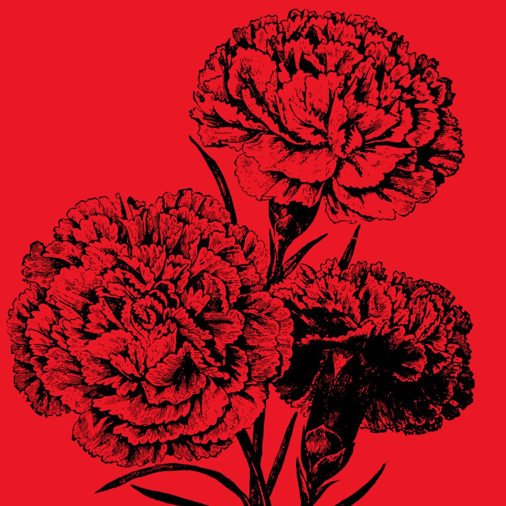 Carnation Program