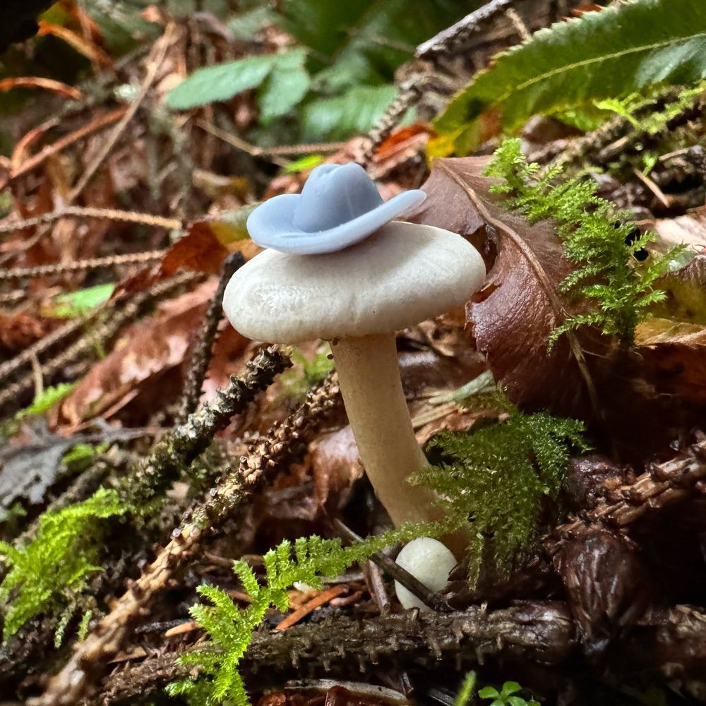 Mushrooms Wearing Hats