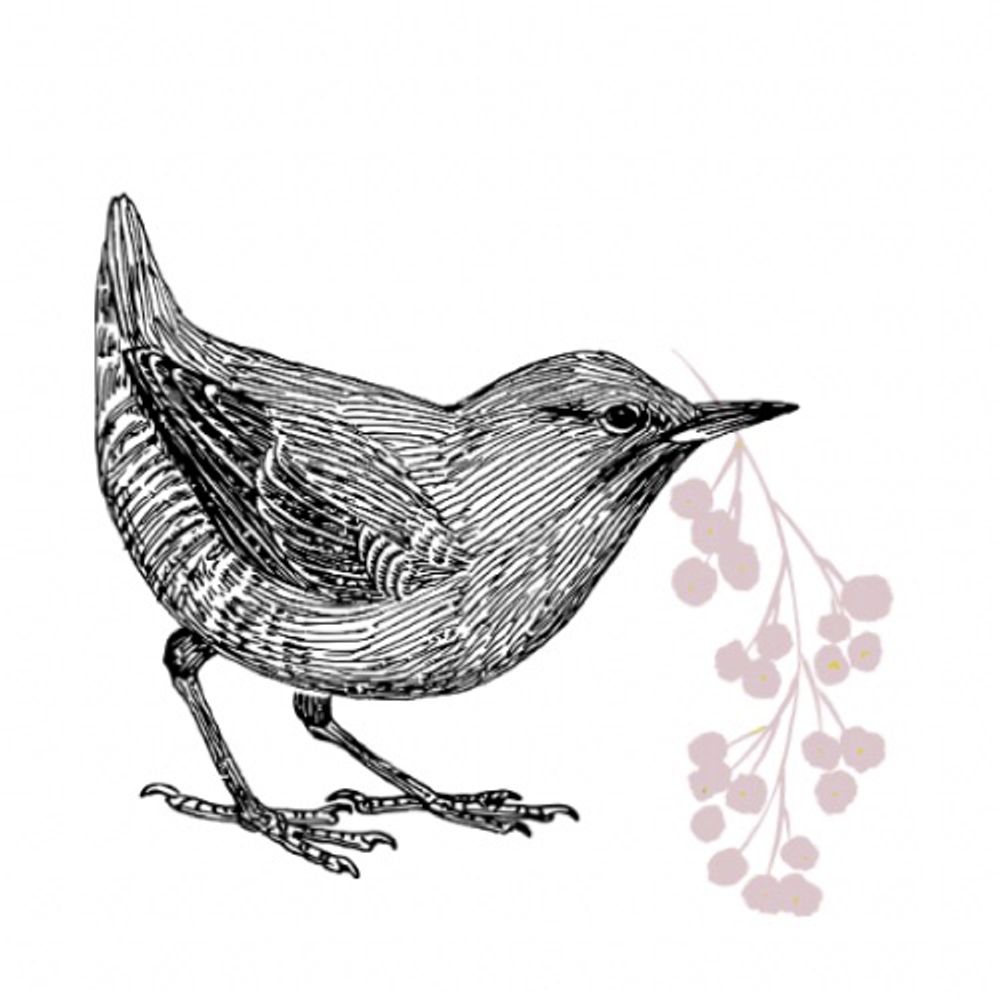 鶫🕊️