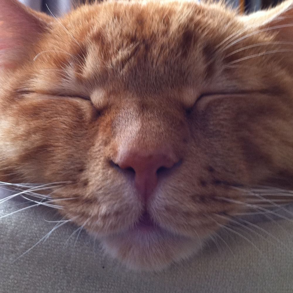 tora