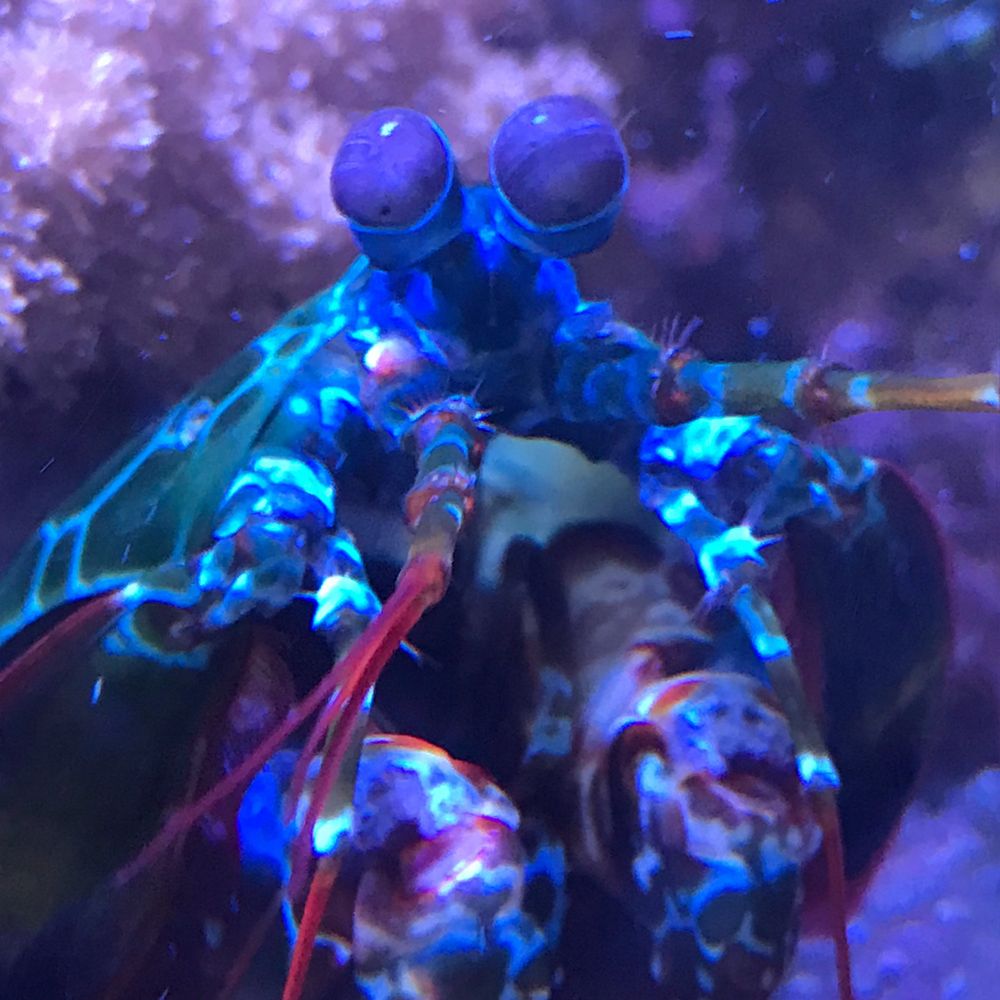 エビ