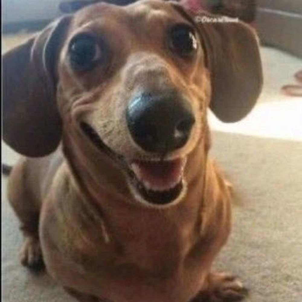 Cão SRD