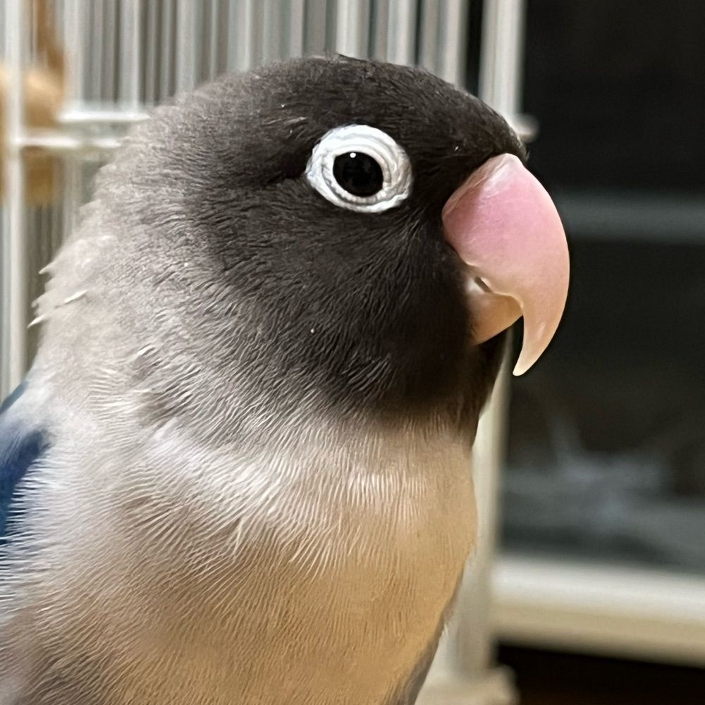 くずきりまる