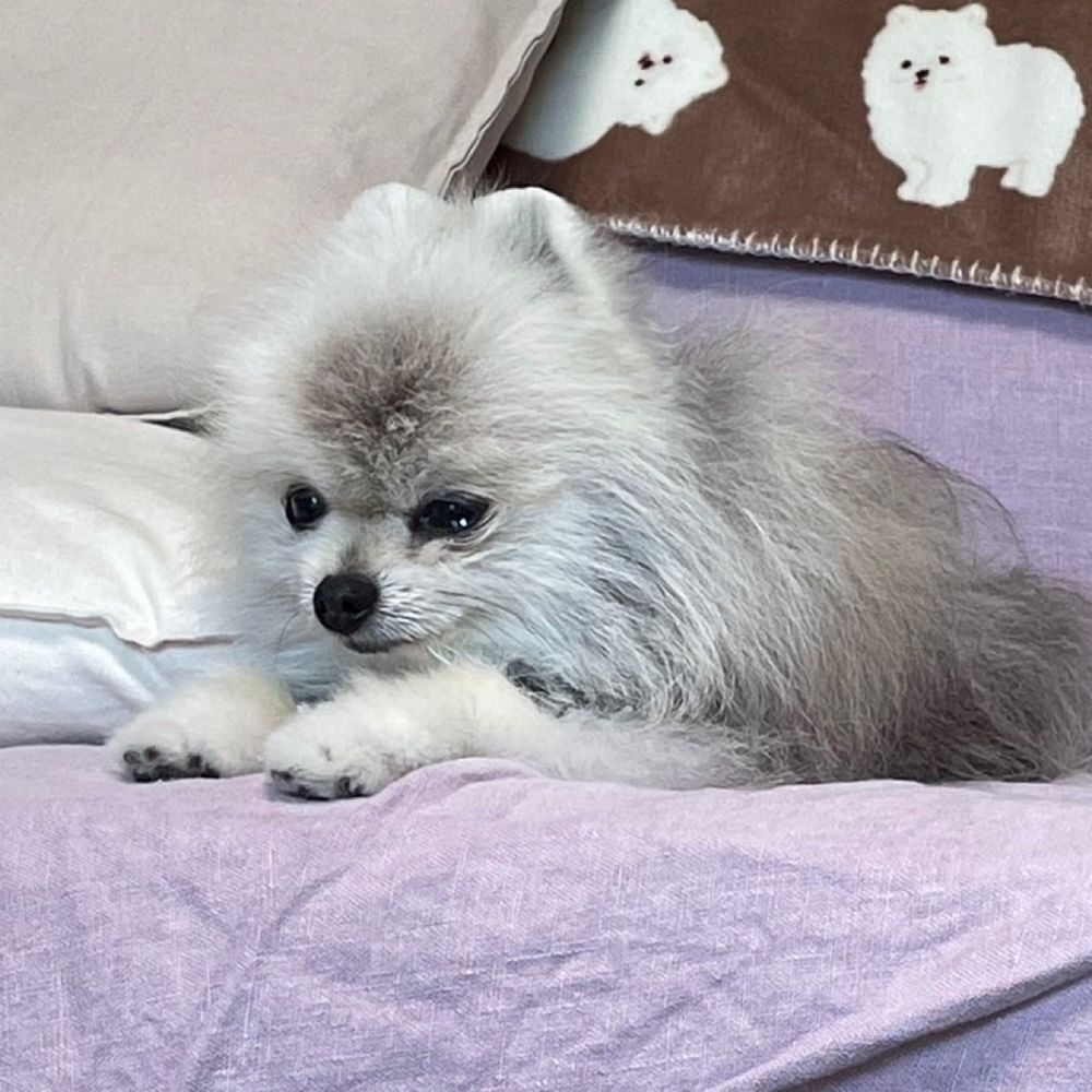 むらかみぽめん