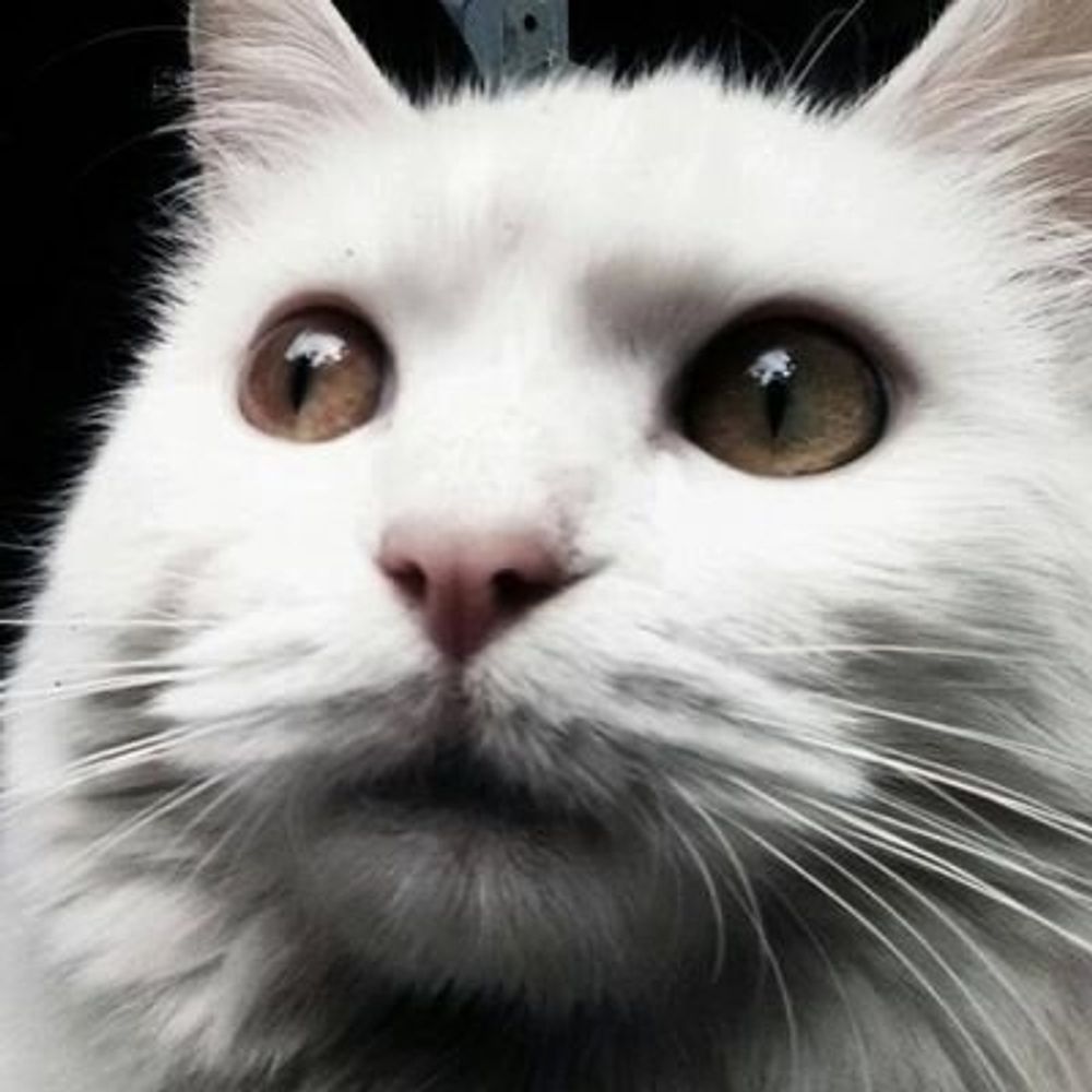Cat's Eyes