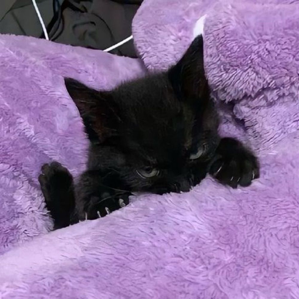 🐈‍⬛୨ৎ