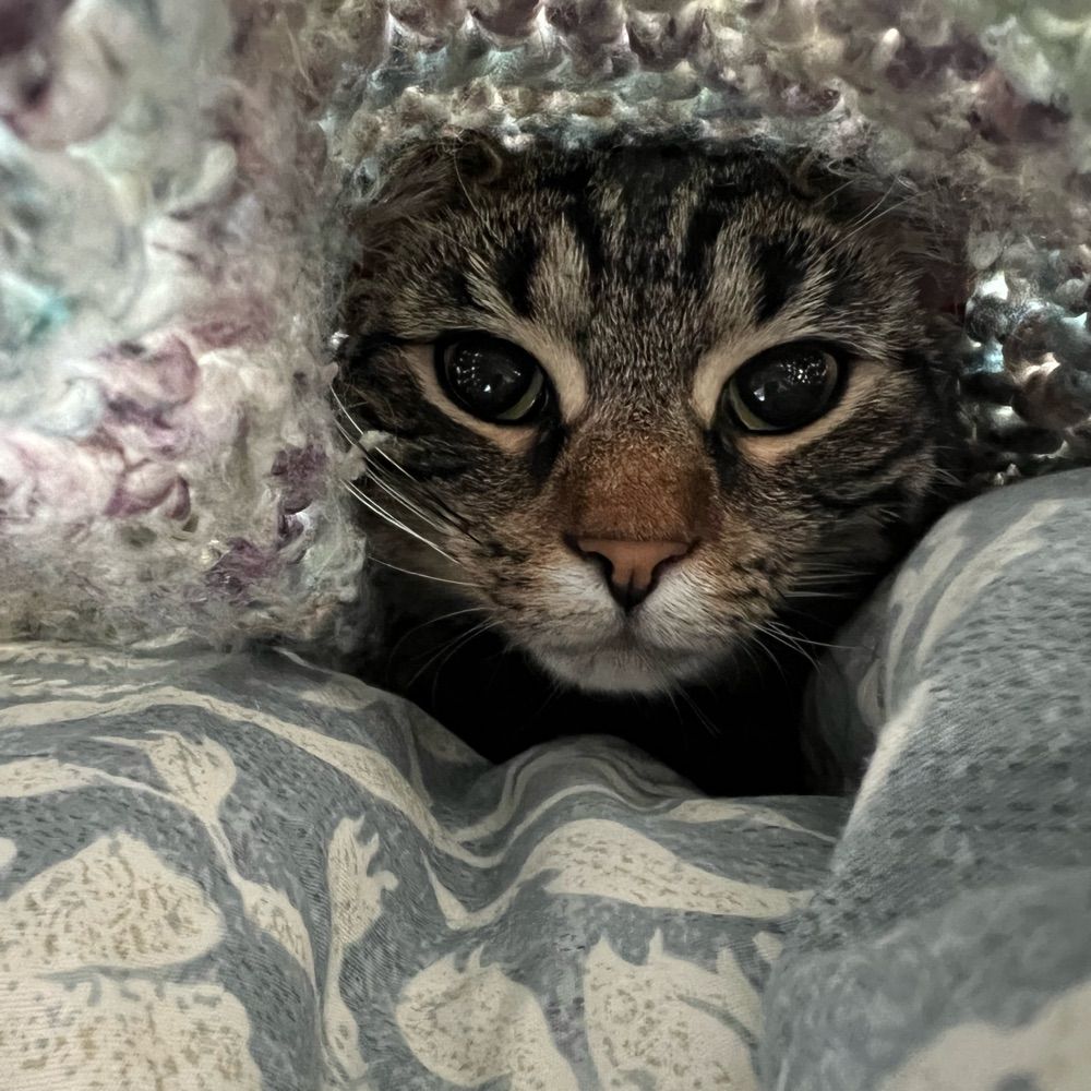 ꧁Meg꧂