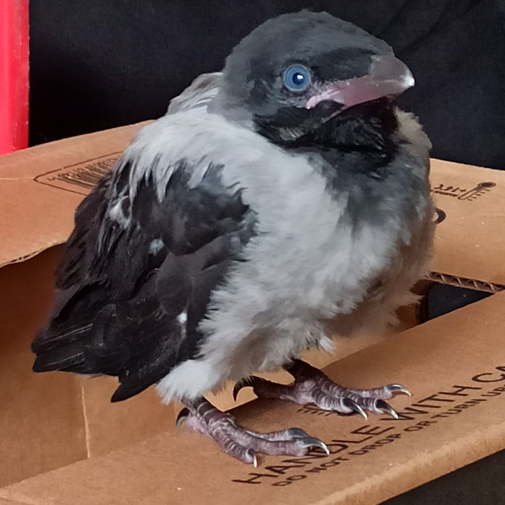 Caedes Corvus 