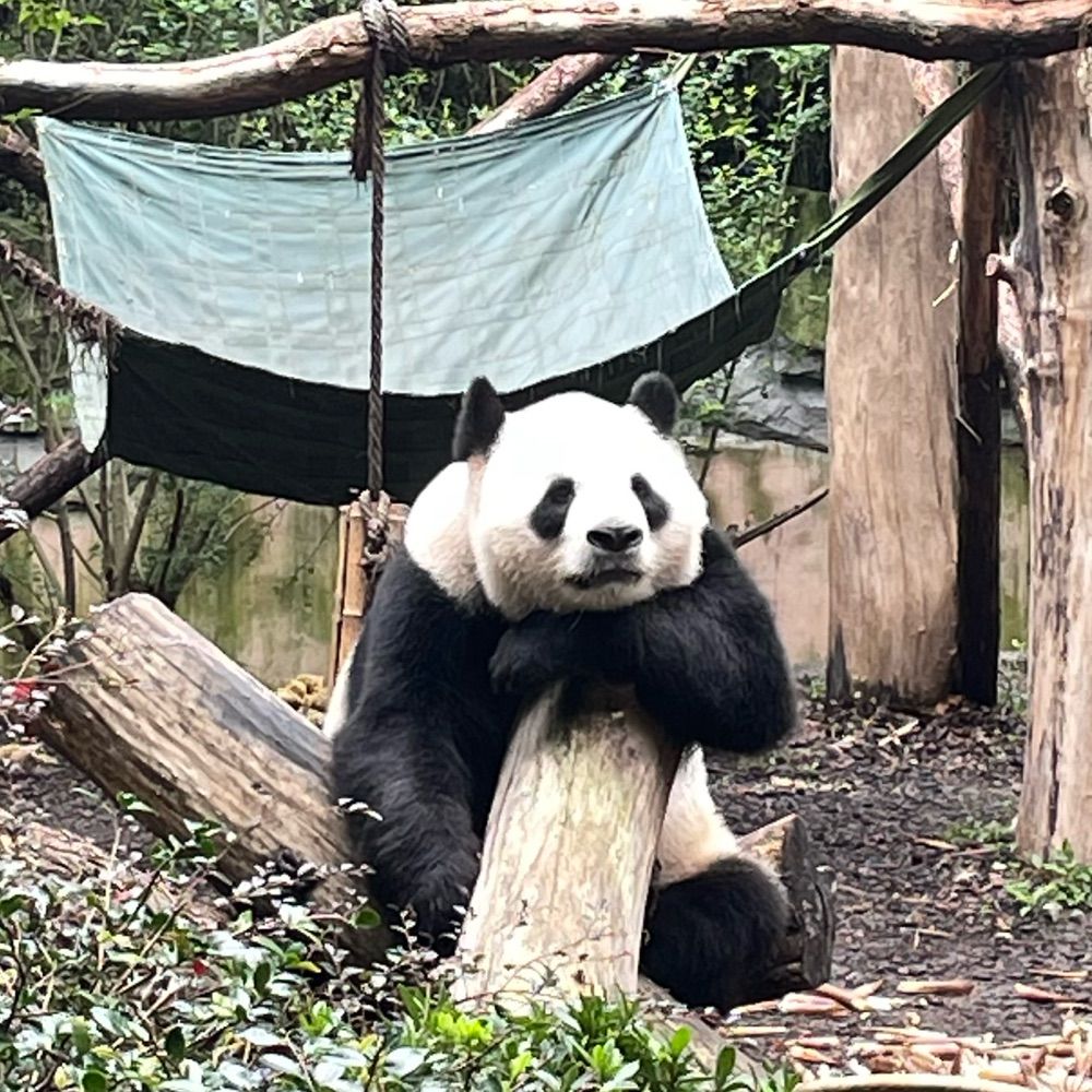 Chengyuan Hua