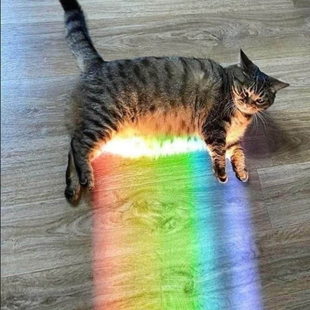 somehowfurious | 🏳️‍🌈 🏳️‍⚧️ 🔞