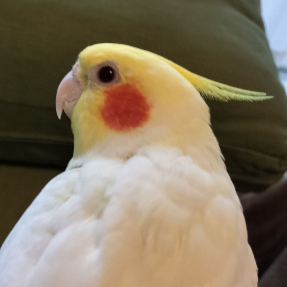 こあ