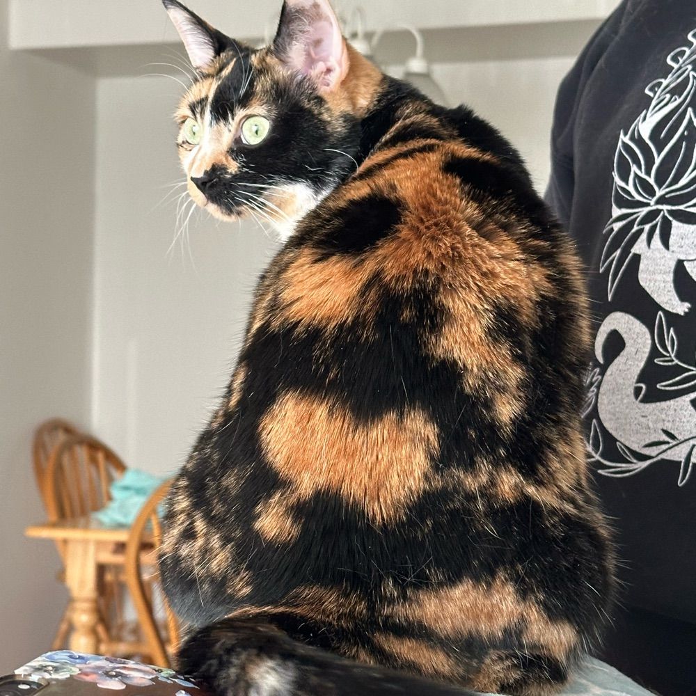 SophiDanie