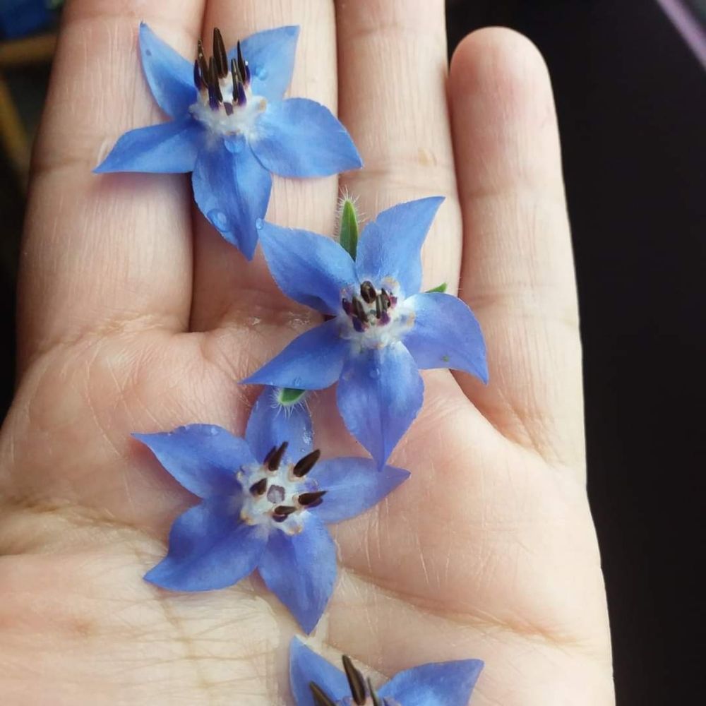 Ninis Florecita