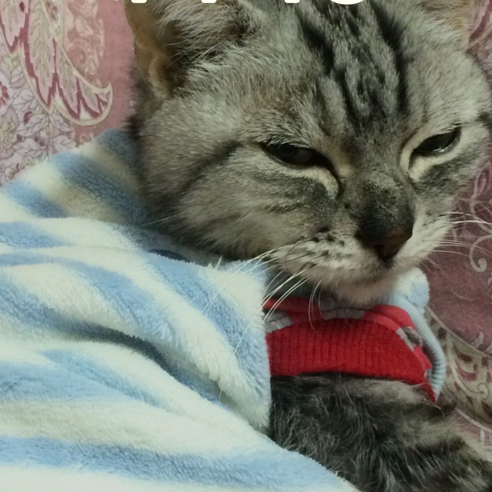 江李