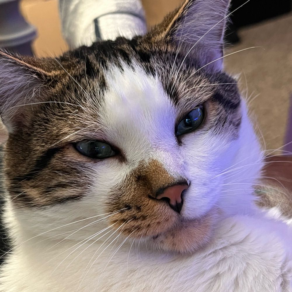 Niles T. Cat