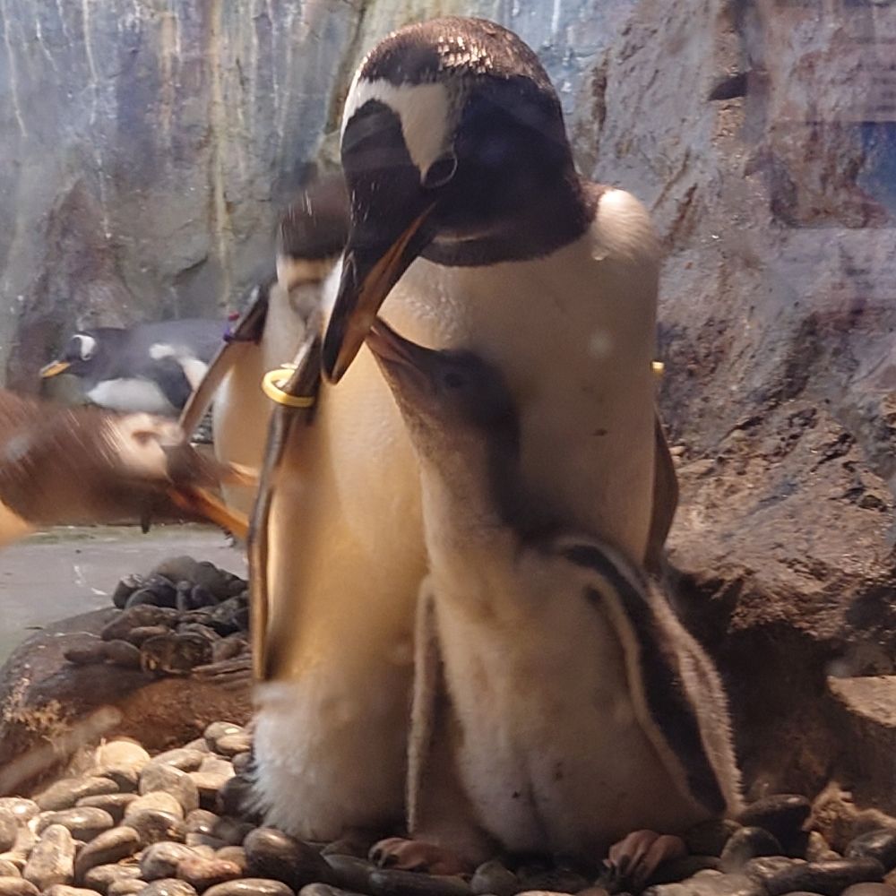 🔰かぺ🐧
